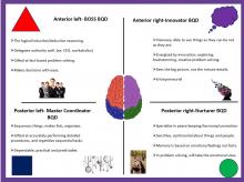brain quadrant